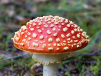 Mittelgroßer Fliegenpilz mit halbrundem Hut